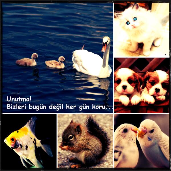 kugulucankaya's tweet image. Unutma!!! Bugün değil her gün... 4 Ekim Dünya Hayvanları Koruma Günü #kuğu #kuğulupark