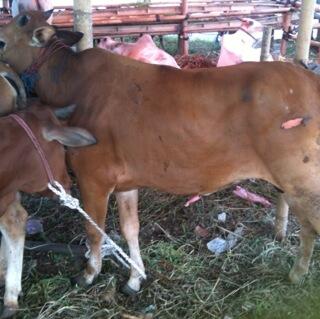 kambingciputat's tweet photo. 1/7 Mulai dari "Sapi" yg ini mantap untuk dagingnya | harga 12,5 siap antar cc. @tentangtangsel @InfoKedaung http://t.co/qofwPSA8bk