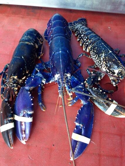 DennisCrooks's tweet image. A Very Blue Live Lobster compared to there normal colour. #liveshellfish #sofc #seafooduk #whitby