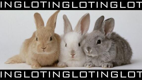 Fijne Dierendag! #dierendag #dierproefvrij