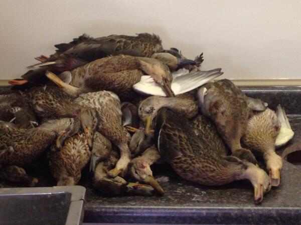 GangGreenHead's tweet photo. @J_LeFaivre #repost  http://t.co/pZEKs5hIYN
