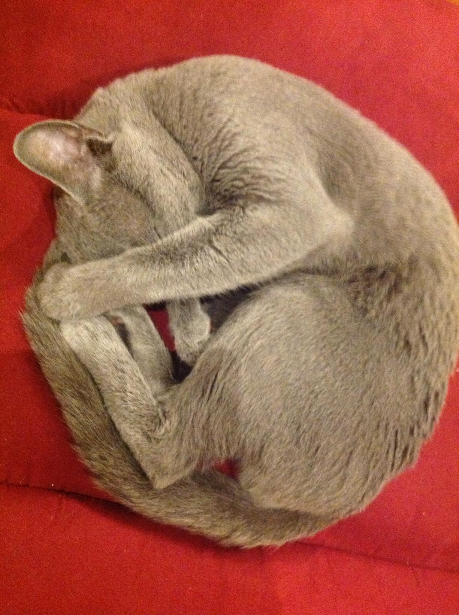 エッグコア eggcoredownloadshop (@eggcoredownload) / X