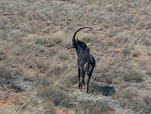 Sables arrived @ Letsatsi!