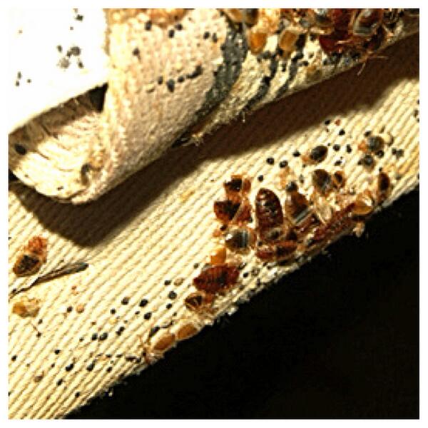 controlthebugs's tweet image. #bedbugtips Please retweet. epa.gov/pesticides/fac…