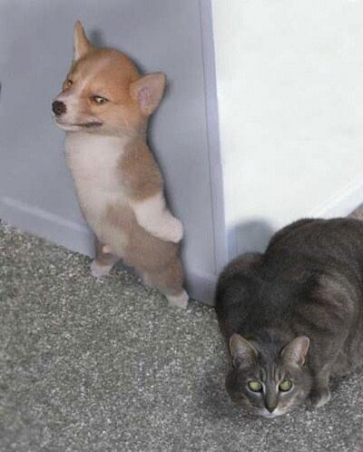 _hidog's tweet image. หึๆ แกไมมีวันเห็นชั้นหรอก...