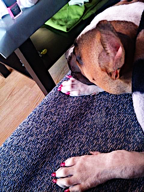 lydiaymark's tweet photo. Mi perrita  y sus uňas  pintadas jajjaja http://t.co/piLSBtFDK1