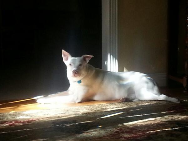 kgrovetx's tweet image. My office mate this week. LOVE working from home. #sapadmin  While I apply #HANA notes.