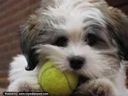 Fetchbee's tweet image. #dogphoto, i wish this was a #fetchbee!