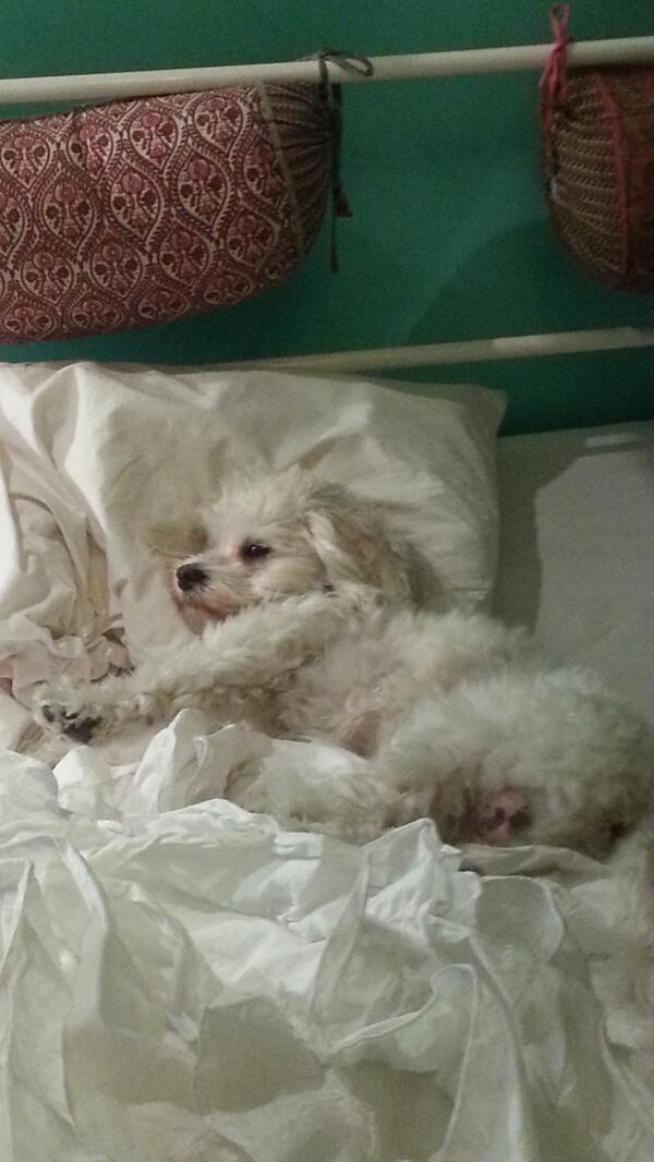 Link permanente da imagem incorporada