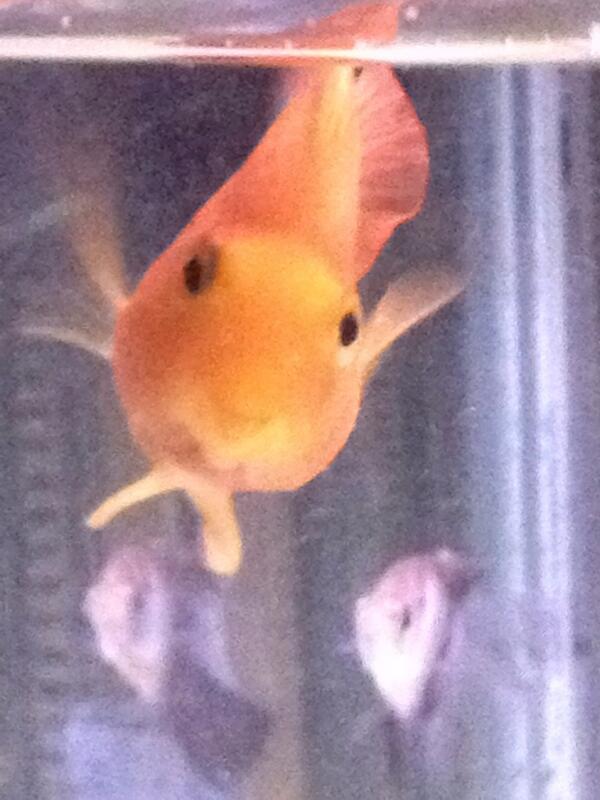 LaiminForGreat's tweet image. What should we name this little guy with that huge grin on his face!? #learningtricks #happyfish