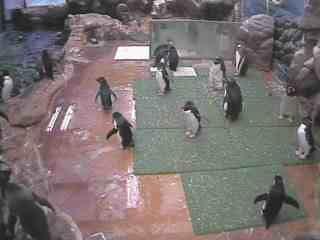 JenARph's tweet photo. I'm watching a live Penguin on #PocketZoo for iPhone/iPod touch http://t.co/lIfAmOC1vL [iTunes] http://t.co/RdCRgqpAqC