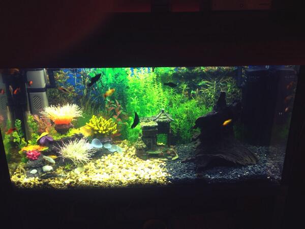 Fsmith24Frank tweet picture