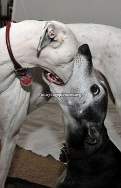 _hidog's tweet image. ไหนๆอะไรติดคอ เอาออกให้