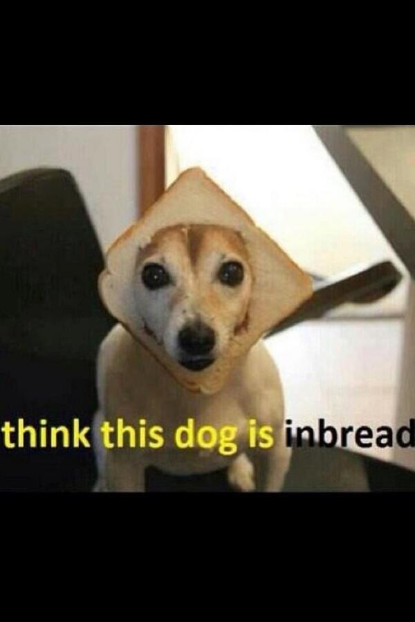 biggdazza's tweet photo. Just in St. Helens and even the dogs are inbred 👍👍 http://t.co/Eb9cu9ZGMY
