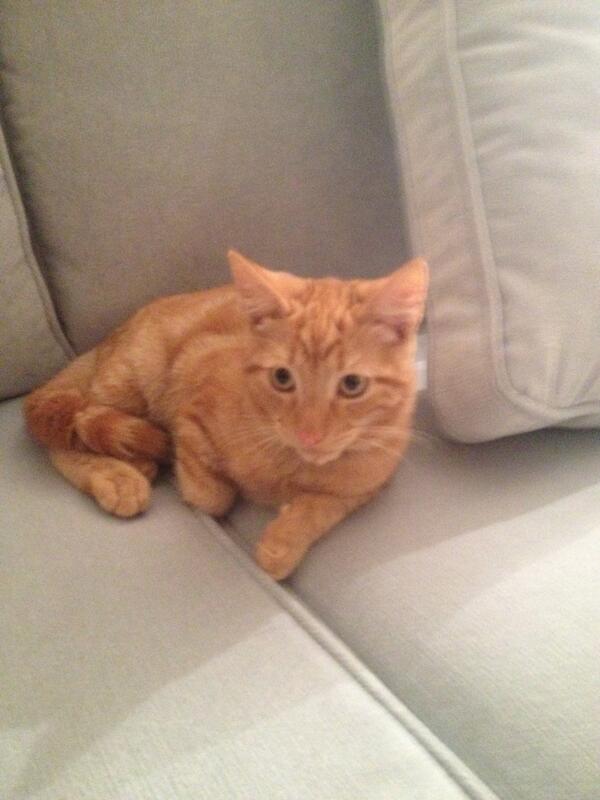 catcini's tweet photo. #saturday #chillinwithmymatealan #ginger #dogsarewack http://t.co/Dl5XDIvDwJ