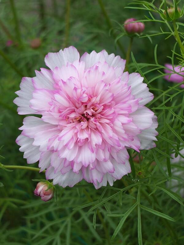 とっとり花回廊 公式 Twitterissa コスモス ダブルクリック バイカラーピンク これもコスモス と聞きたくなるような花姿です ピンクにホワイトの覆輪花で可憐な花の印象とは対照的にとても丈夫な品種です コスモスも本当にいろいろですね Http T Co