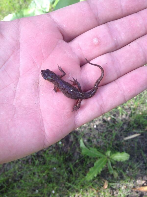Binnenkort kunnen de kinderen <a href="/SintJozefschool/">Sint Jozefschool</a> Nootdorp in de natuureducatie zone deze tegen komen. #li #fb