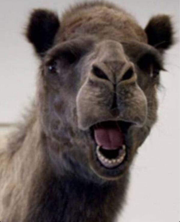 PsRayJohnson's tweet image. True followers of Jesus should love Sundays just like the Geico Camel!
#Sundayyyyyyy #Highrockcamel