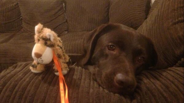 Loving life in the lett house! #xfactor #dogslife <a href="/Knebfc_colonel/">The Colonel</a> <a href="/KnebFC/">Knebworth FC</a>