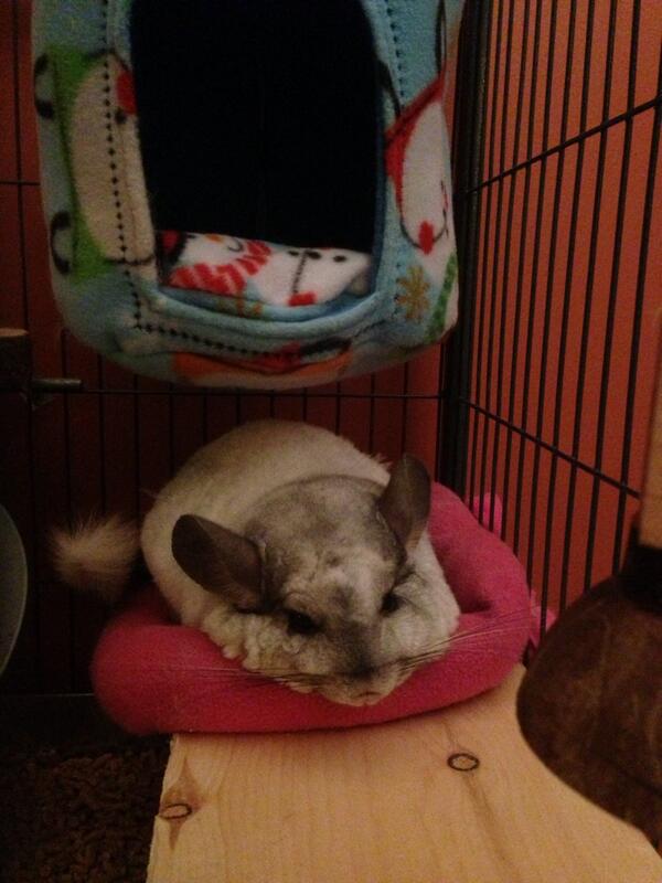 chinchillacity's tweet image. It's exhausting being so cute. #chinchilla #chinchillin