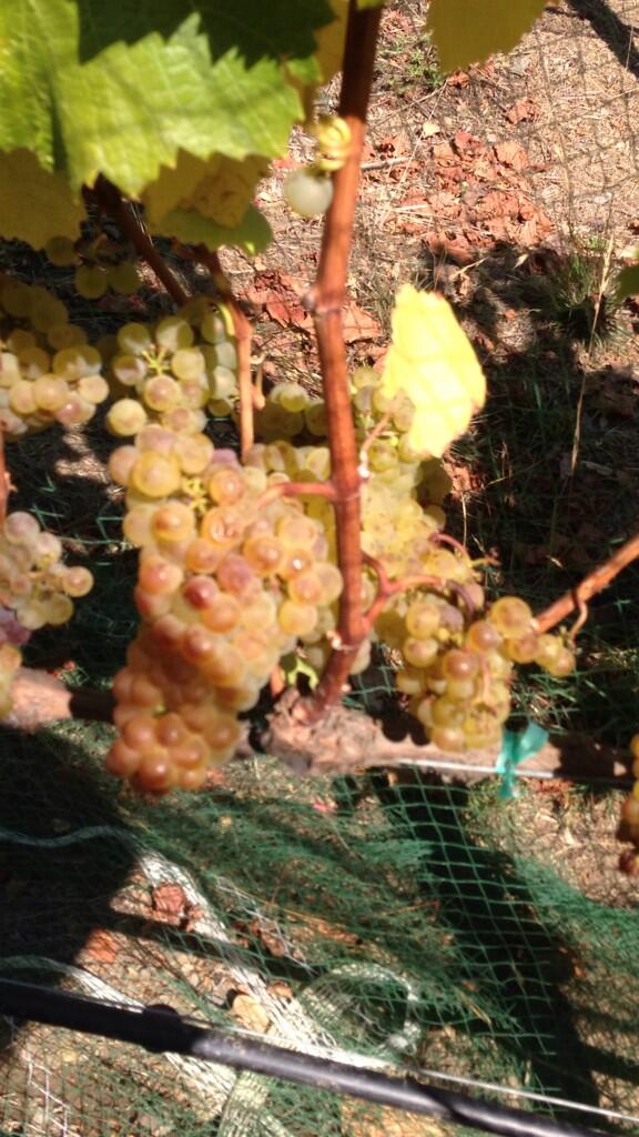 skywalkerwines's tweet photo. Cool mornings and beautiful Indian summer days. Still some happy Chardonnay hanging on the vine till next week http://t.co/rA6FLRhqIm