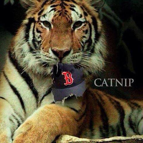 SteveB2534's tweet image. LET'S GO TIGERS !!!  #WeBelieveDET #Game5ALCS #Win