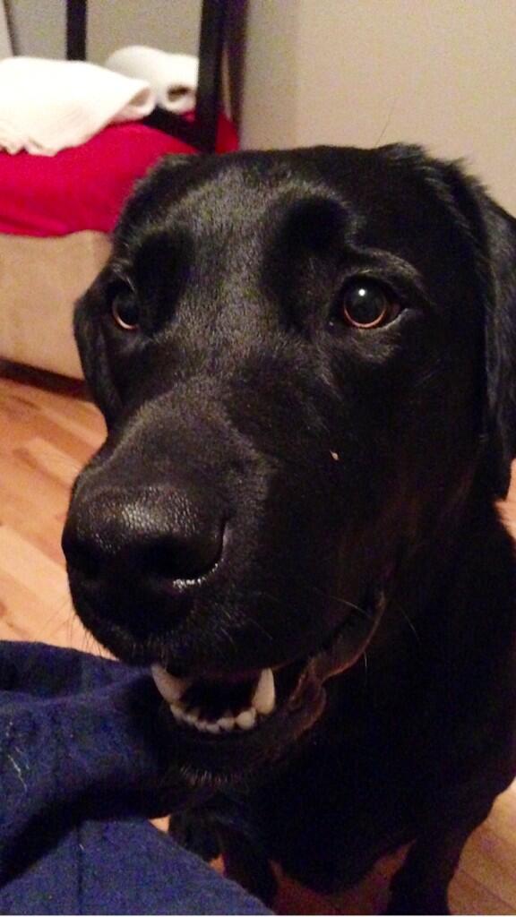 saraheavery's tweet photo. He may have just broke my lamp, but how could you get mad at this face?  😍🐶 http://t.co/5HcUqrdz7q