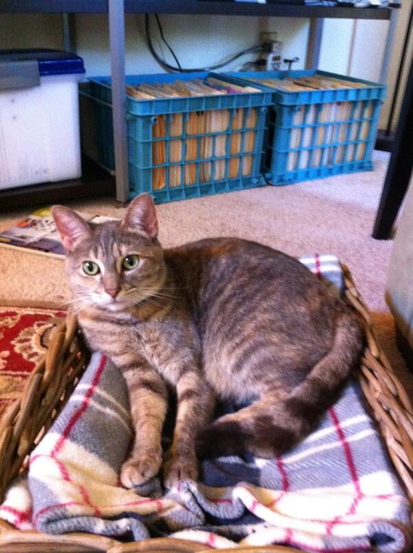 FidgetAltPub's tweet image. LOST CAT: Bailey got out last night. Reed College area. 
Portland folks please retweet cc: @OregonHumane