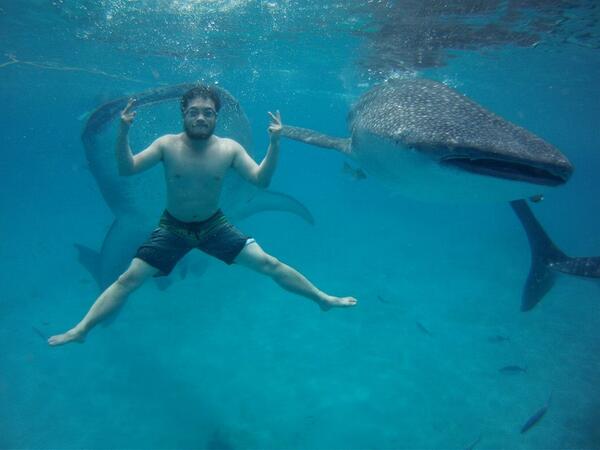 ClientA's tweet photo. @Boomphones It's about time to rock under water! oh wait, Whale Shark want a #BoomphonesBlue! http://t.co/jGkTchmD5H