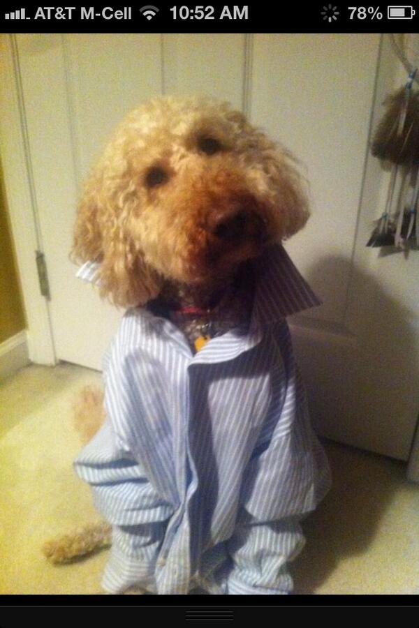 Owen_Hovick's tweet image. s/o to the best dog in the world on his birthday #cheymonay #popthecollar