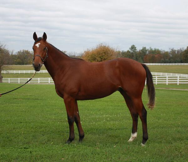 MonticuleFarm's tweet photo. #19 is our first through the ring with a nice update on half-bro HYPER who won on 9/7. http://t.co/wjoC4JiNGU http://t.co/QisM7OQGKp