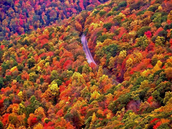 West Virginia--fall foliage  Virginia fall, West virginia, Scenic