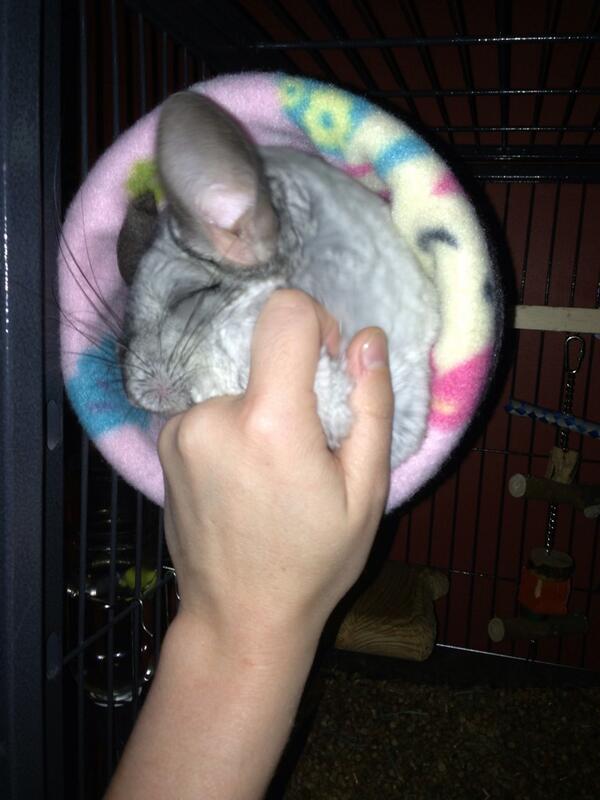 chinchillacity's tweet image. Oh yes, that's the spot! #chinchilla