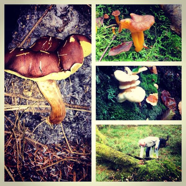Mushroom picking for the tonight's menu, with father. Lots of hedgehog mushrooms &amp; winter chanterelles!