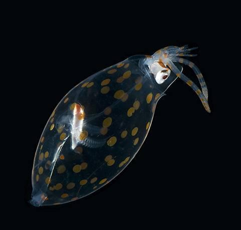 ZenzoLusengo's tweet image. RT@FishPorns:#GlassSquid.Invisible &amp;amp; uses ammonium filled organs to control its buoyancy, nature at its smartest :: http://t.co/B3QZqRlq8U"l