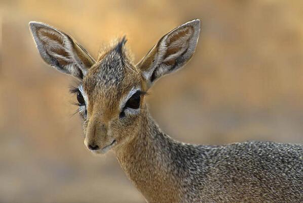 This is a Dik-Dik antelope.