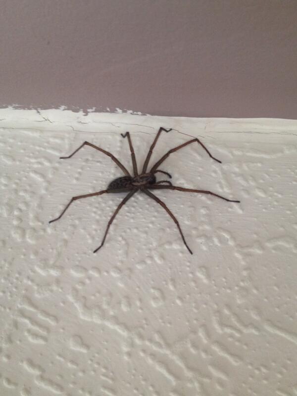 CleaningLady3's tweet photo. Today's cleaning mission was to get rid of this chap without screaming! #dustingcobwebs http://t.co/KDIDPTHc8q