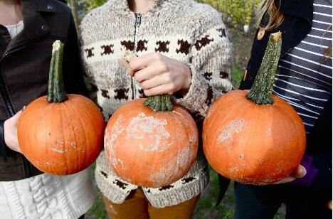 VisitRichmondBC's tweet photo. Have you picked up your pumpkin from @richcountryfarm? Send us a photo so we can share! Here's a fav from last year: http://t.co/b6RL5KfVs6