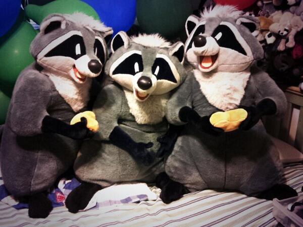 RexRaccoon's tweet image. Yaay, now I have 3 giant Meekos! :D Such great snugglers :3 #CoonyLife #NeedMoar