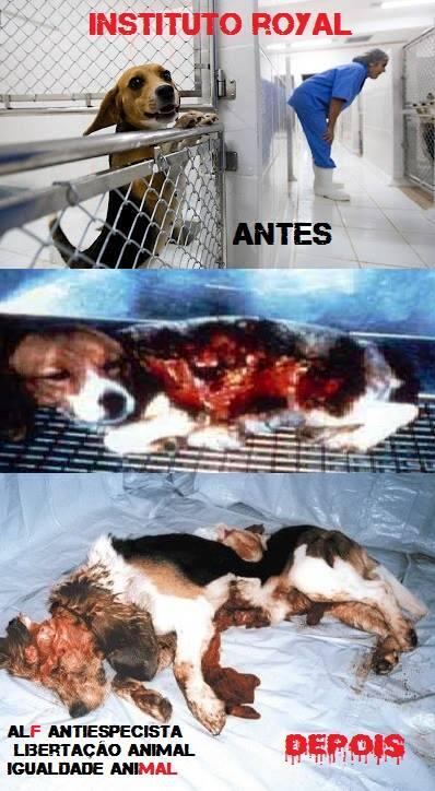 SOS_ANIMAISB_RJ's tweet image. VOTEM AQUI SE VC É CONTRA O A FAVOR DE TESTES EM ANIMAIS .noticias.r7.com/balanco-geral/…