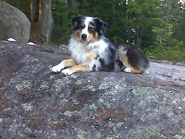 Jesslittle27's tweet photo. Best looking dog ever. ☺ http://t.co/2fTARvd2tH