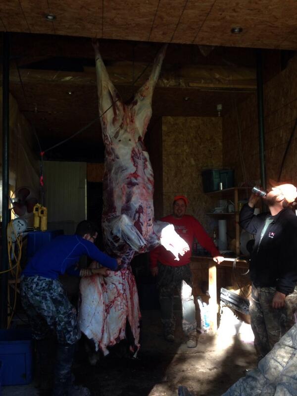 JMacDoutdoors's tweet image. The #maximusoutdoorstv crew skinned several moose this year using @HavalonKnives #venison #alwayssharp #toptool