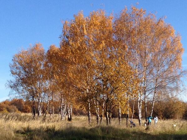 VictorPostnikov's tweet image. 