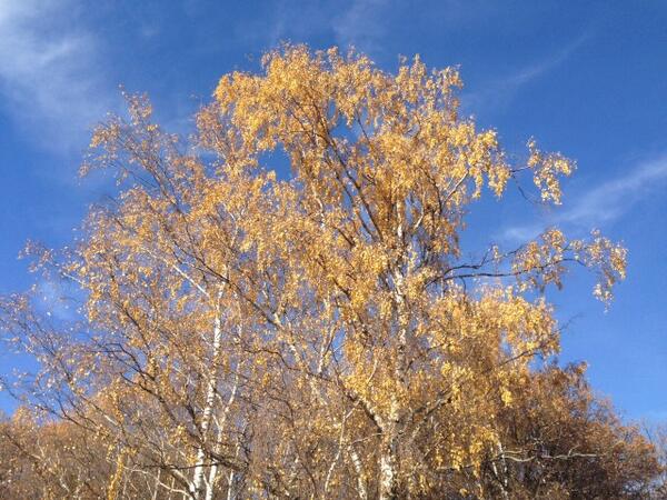 VictorPostnikov's tweet image. 