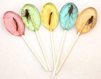 ThatSmartFox's tweet image. How would a insect lollypop taste?