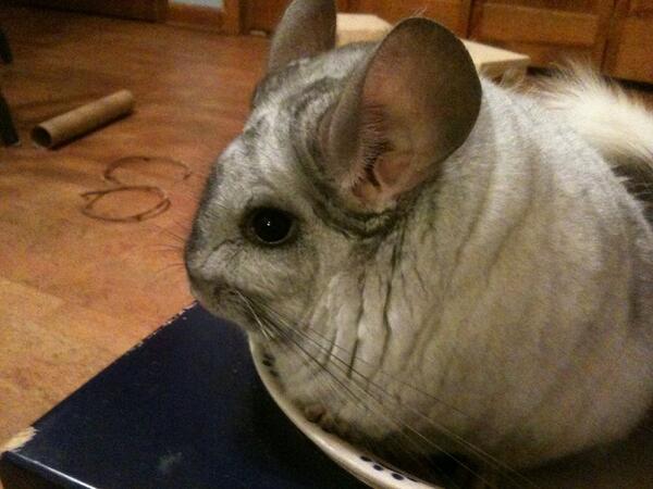 chinchillacity's tweet image. @lovechinchillin Meet Marble, our mosaic chinchilla. She's 9 years old and loves playtime and treats.