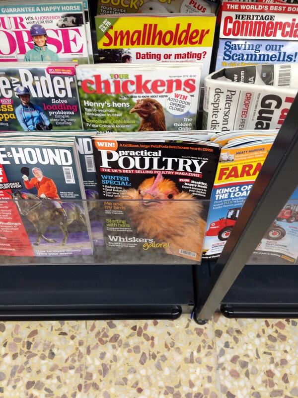 emmaflo23's tweet photo. I would love a chicken all of my own. @Nikki_Byrd18 http://t.co/6YxHmOdndU