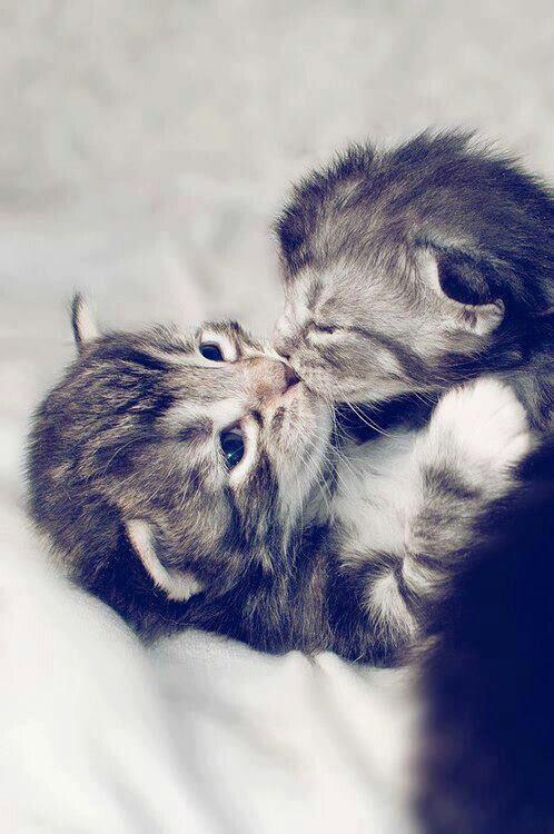 animalspic's tweet photo. http://t.co/cgOxUVM02t