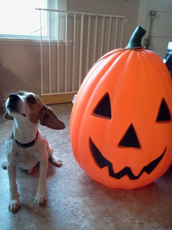 srbittner23's tweet photo. @GambrelK HAPPY HALLOWEEN http://t.co/dhpE7vXkVJ