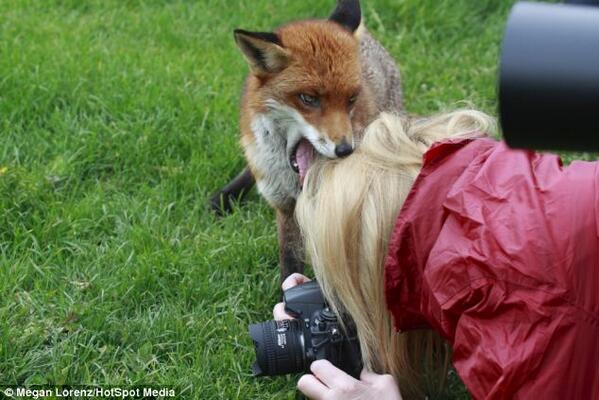 опасен ли лис